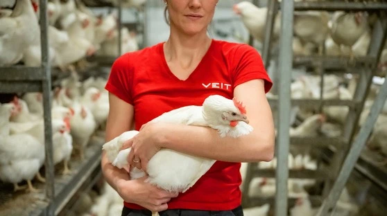 Designed for live, moving poultry