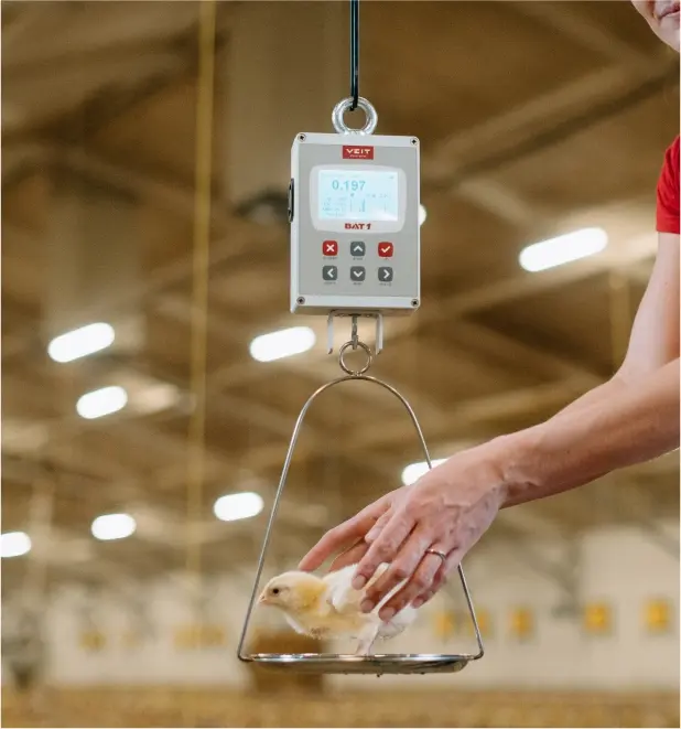 BAT 1 poultry scale in use on a broiler farm | Poultryscales.com