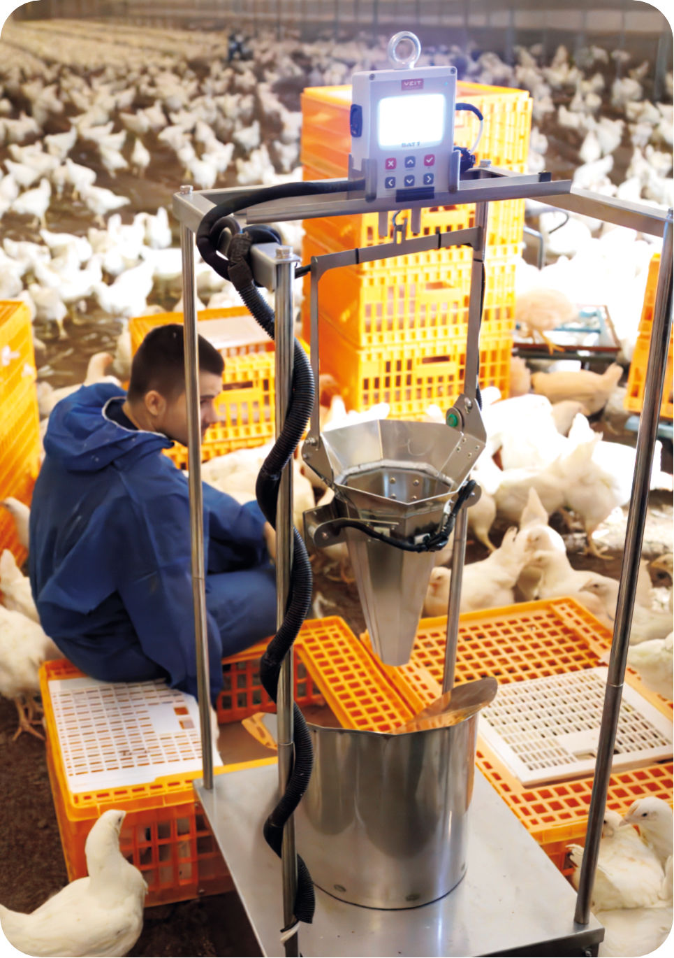 BAT 1 Sorting Machine automatically sorting birds by weight | Poultryscales.com