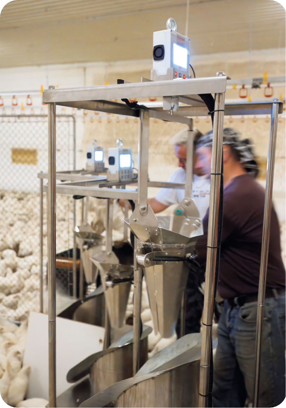 BAT 1 Sorting Machine in daily poultry farm operation | Poultryscales.com